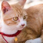 Een stijlvolle set van cat collar en lead in trendy kleuren voor kattenaccessoires.