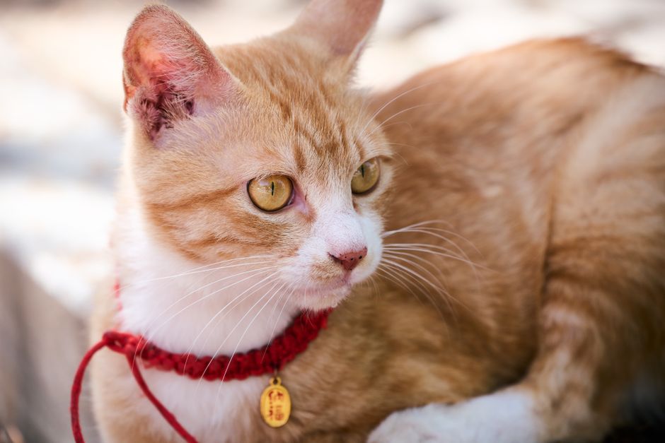 Een stijlvolle set van cat collar en lead in trendy kleuren voor kattenaccessoires.